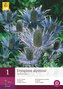 Karta - Eryngium ALPINUM (1 hlíza) "B"