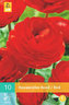 Karta - Pryskyřník Ranunculus RED (10 cibulí) "B"