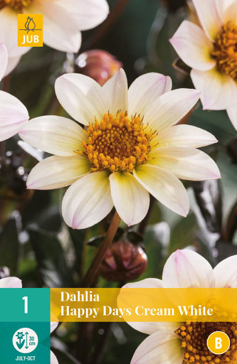 Karta - Jiřina HAPPY DAYS CREAM WHITE (1 hlíza) "B"