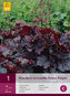Karta - Heuchera PALACE PURPLE (1 hlíza) "B"