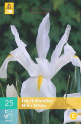 Karta - Kosatec HOLLANDICA WHITE (25 cibulí) "B"
