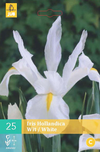 Karta - Kosatec HOLLANDICA WHITE (25 cibulí) "B"