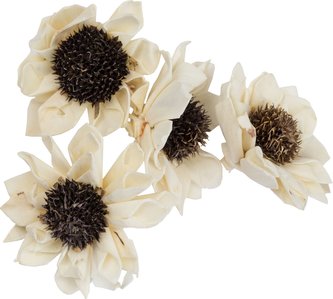 Dekorace - Sola Folded Star Daisy 6 cm - 4 ks