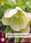 Karta - Čemeřice HELLEBORUS WHITE LADY (1 hlíza) "D"