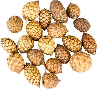 Dekorace - Cane fruit 20 ks