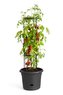 Obal Green Basics Tomato Pot - living black 33 cm