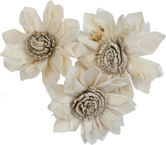 Dekorace - Sola Folded Star Protea 6 cm - 3 ks