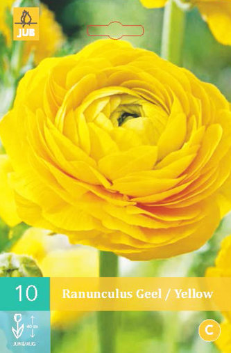 Karta - Pryskyřník Ranunculus YELLOW (10 cibulí) "B"
