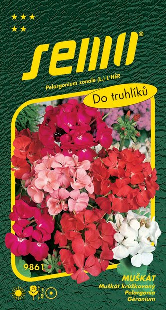 Pelargónia páskatá - zmes 11s Pelargónia páskatá - zmes 11s