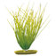 Rostlina MARINA Hairgrass 20 cm