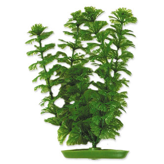 Rostlina MARINA Ambulia 20 cm