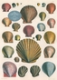 John Derian Paper Goods: Shells 1,000-Piece Puzzle
