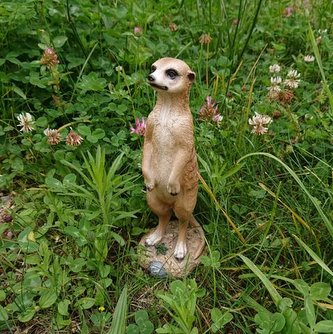 Surikata stojaca stredná