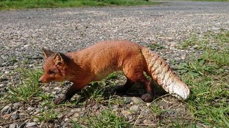 Líška polyston stojaca menšia 28cm