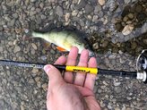 Přívlačové pruty Black Pearl GT-3 2-díl 210cm / 20g baitcast