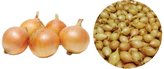 Sazečka - Shakespeare ozimá 500 g