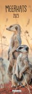 Meerkats 2023