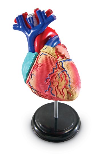 Anatomický model srdca