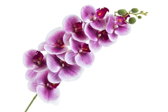 Orchidej Phalaenopsis 95 cm, lila