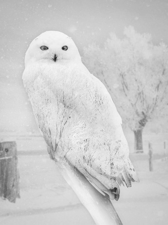 Obraz na plátně SOVA 60x80 cm Styler