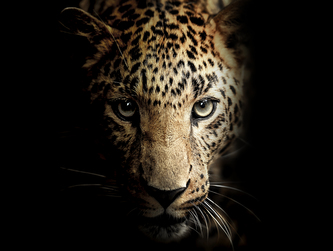 Obraz na plátně LEOPARD 75x100 cm Styler