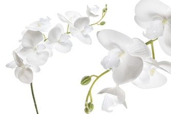 Orchidej Phalaenopsis 97 cm, bílá