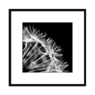 Obraz v rámu DANDELION 02 - 50x50 cm Styler