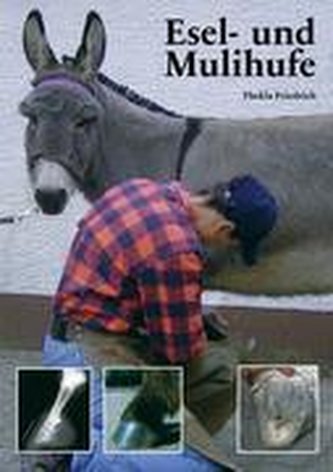 Esel- und Mulihufe
