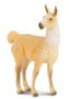 Lama