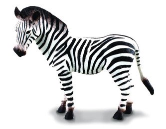 Zebra - mláďa