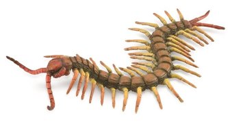 stonožka