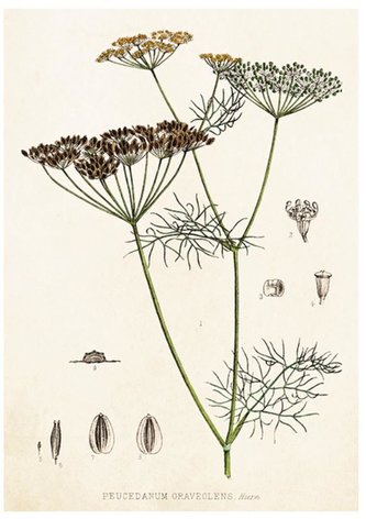 Karnet ST365 B6 + koperta Koper