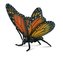 Motyl królewski