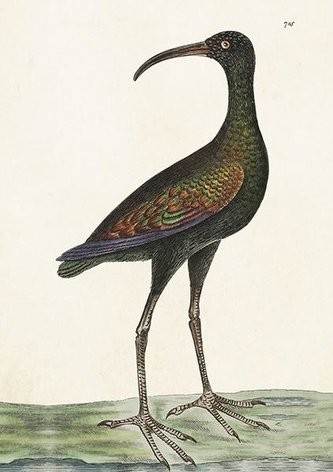 Karnet ST378 B6 + koperta Apteribis