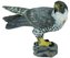 Falcon