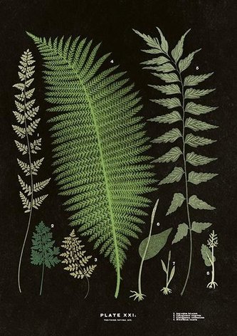 Karnet ST284 B6 + koperta Paproć 2