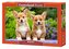 Puzzle 1000 šteniatok Welsh Corgi CASTOR