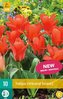 Karta - Tulipán - Oriental Beauty (10 cibulí) "C"
