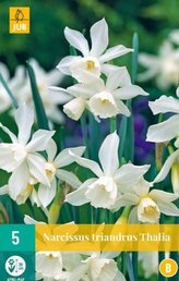 Karta - Narcis - Triandrus Thalia (5 cibulí) "B"