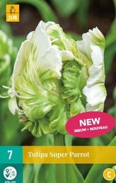 Karta - Tulipán - Super Parrot (7 cibulí) "C"