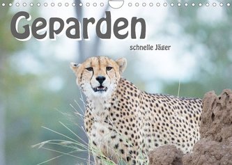 Geparden - schnelle Jäger (Wandkalender 2023 DIN A4 quer)