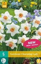 Karta - Narcis - Charming lady (5 cibulí) "B"