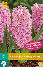 Karta - Hyacint Double - Spring Beauty (2 cibule) "B"