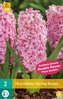 Karta - Hyacint Double - Spring Beauty (2 cibule) "B"
