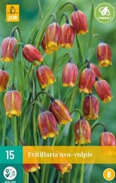Karta - Řepčík - Fritillaria Uva Vulpis (15 cibulí) "B"