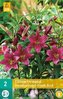 Karta - Lilie - Oriental Dark Red (2 cibule) "B"