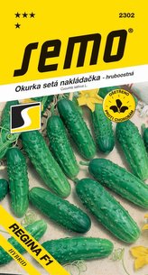 Uhorka nakl. - Regina F1 hr 2g