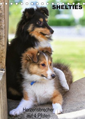SHELTIES Herzensbrecher auf 4 Pfoten (Tischkalender 2023 DIN A5 hoch)