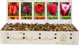 Box - Tulipán Red (350 cibulí)