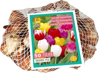Síťka - XXL - Tulipán Triumph Mix (50 cibulí)